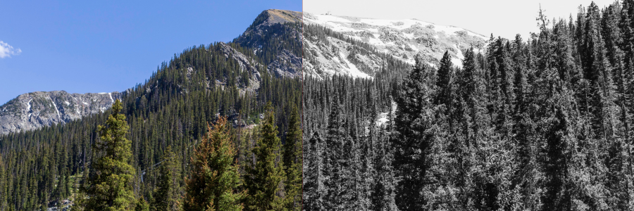 New Mexico Wild Calls for Stronger Protections in National Old Growth Forest Amendment Comment