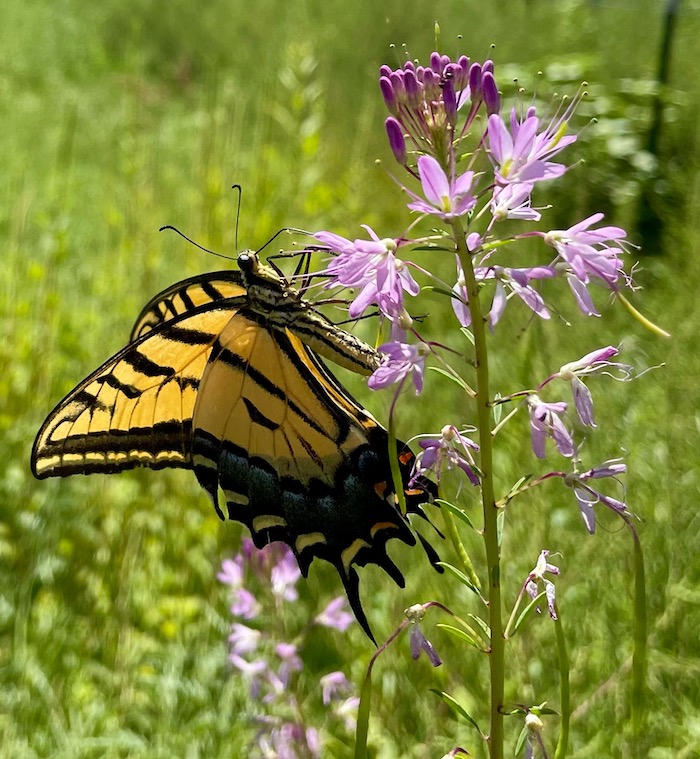We stopped the spraying — now, to fix the process