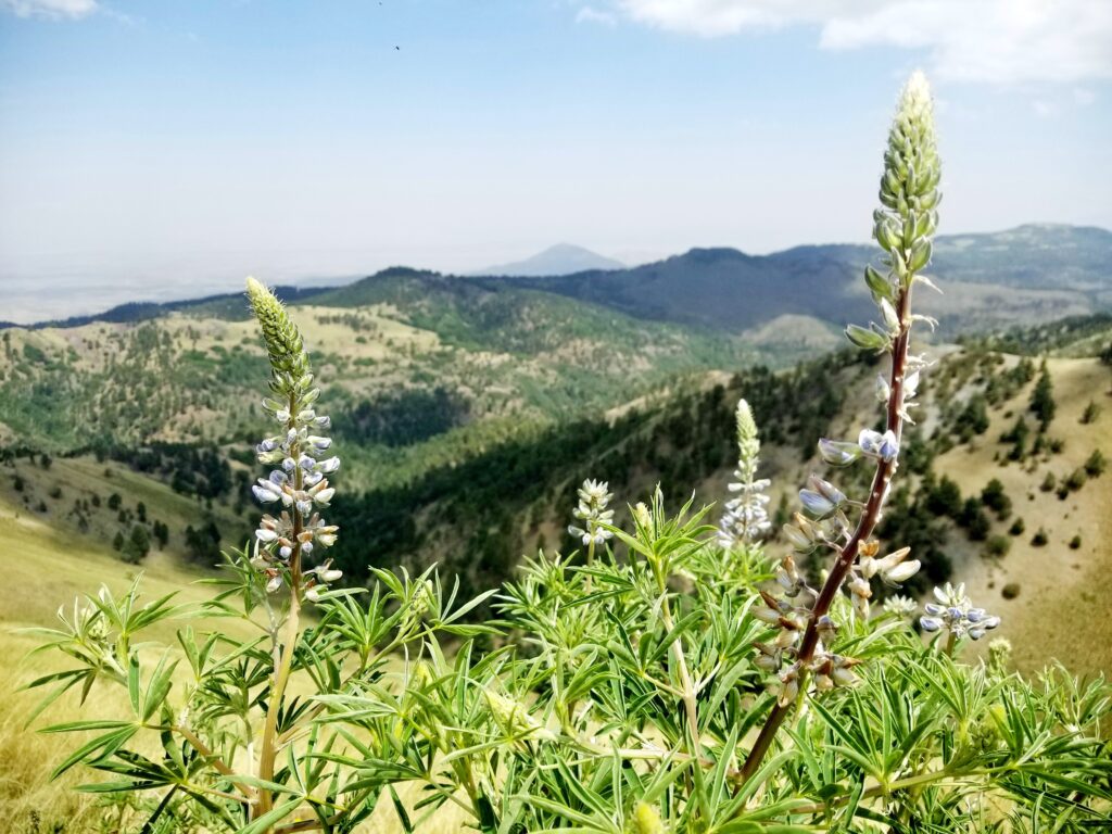 New Mexico industry warns of dire impact as President Biden pauses oil and gas leasing