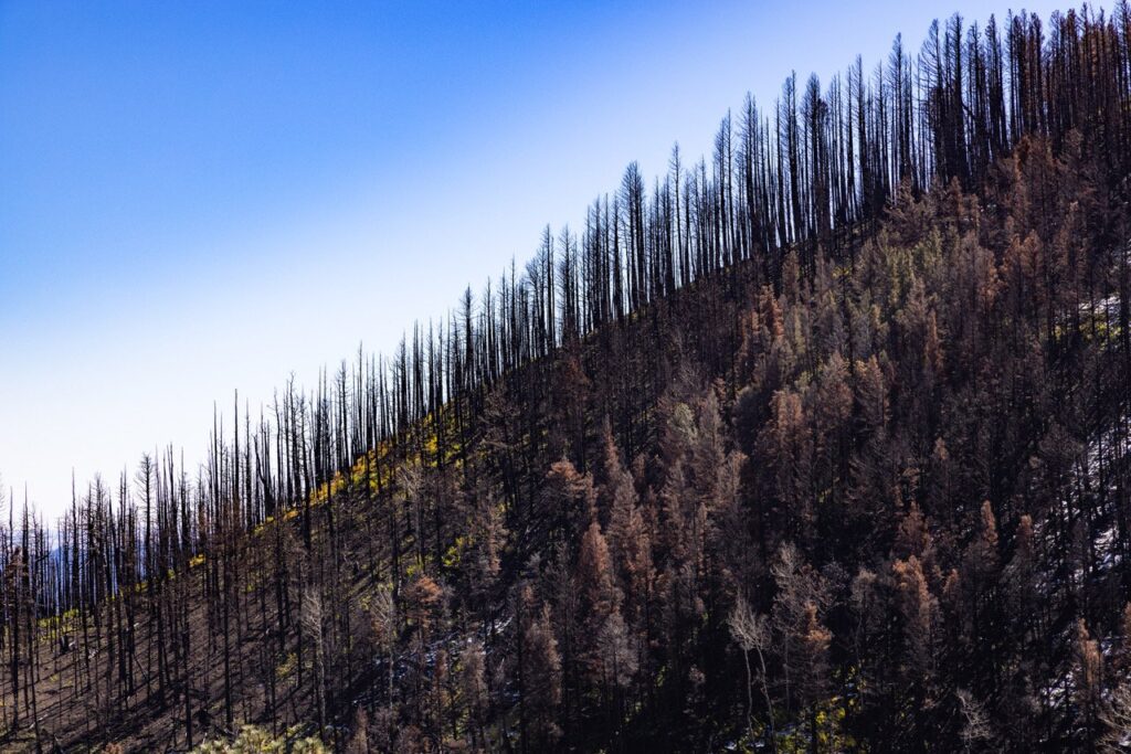Calf Canyon Fire: An Autohistoria