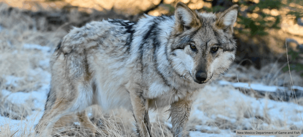Urgent call to action: Speak up for New Mexico’s Endangered Species!