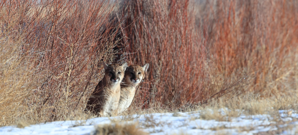 Remembering Conservationist and Mountain Lion Advocate Jim Walters