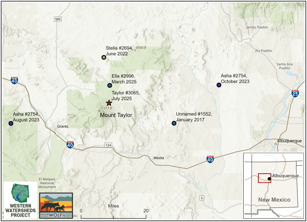 35 Conservation Groups Urge Federal Wildlife Officials: Let “Taylor” the Wolf Stay North of I-40
