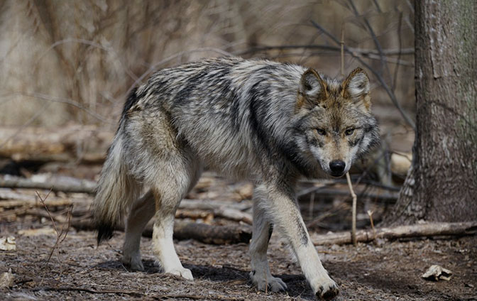 Lobo population cap lifted, but environmentalists say new rules don’t go far enough